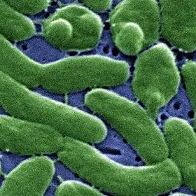 thumbnail for publication: Preventing Foodborne and Non-foodborne Illness: Vibrio vulnificus